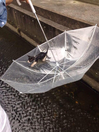 Illustration for article titled Heroic Rescue of a Kitten Captured on Twitter